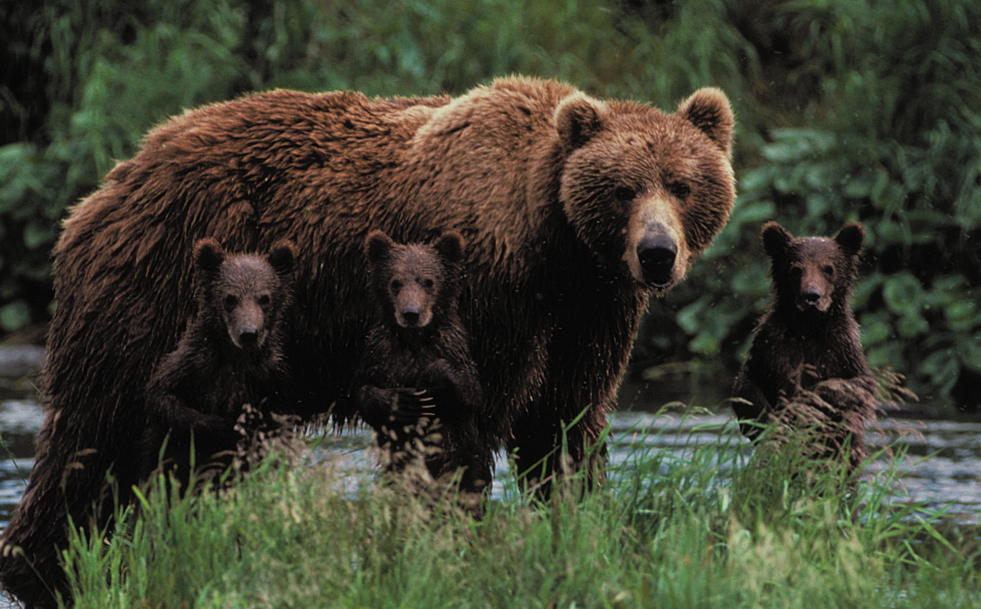 Grizzly Bear Frontiers North Adventures