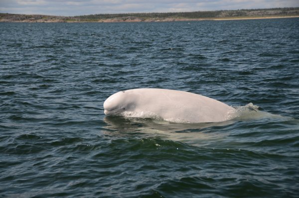 Five Fascinating Facts About Beluga 